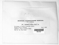 Armillaria mellea image